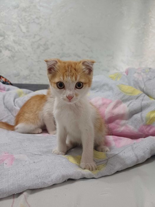 Отдам котят в добрые руки