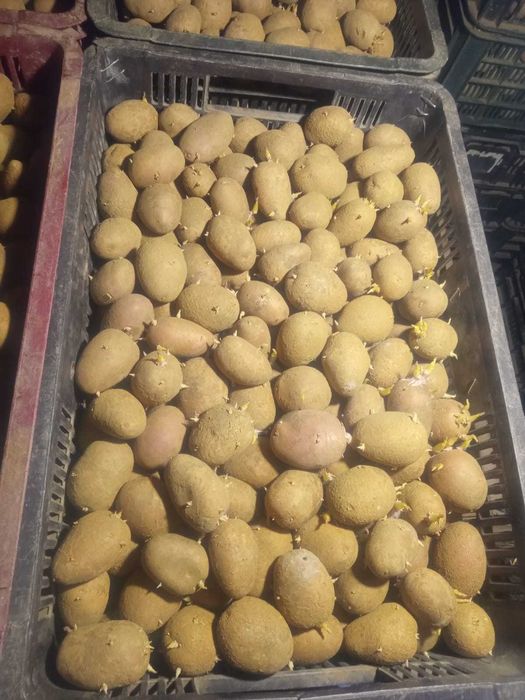 Vand cartofi seminte