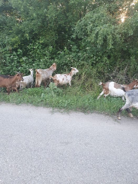 Capre bune de lapte ofertă garantată