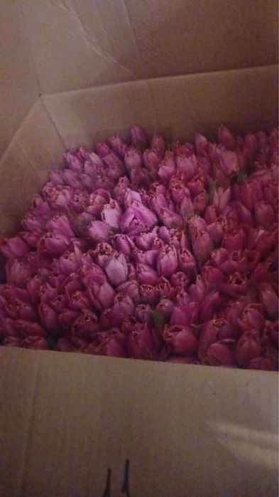Тюльпан Тюльпаны Тюльпаны оптом