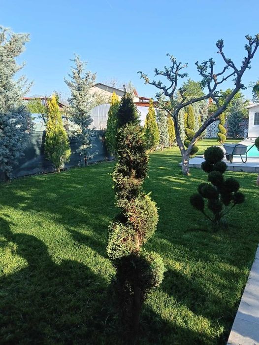 Copaci Ornamentali de Talie Mare – Informatii la Telefon