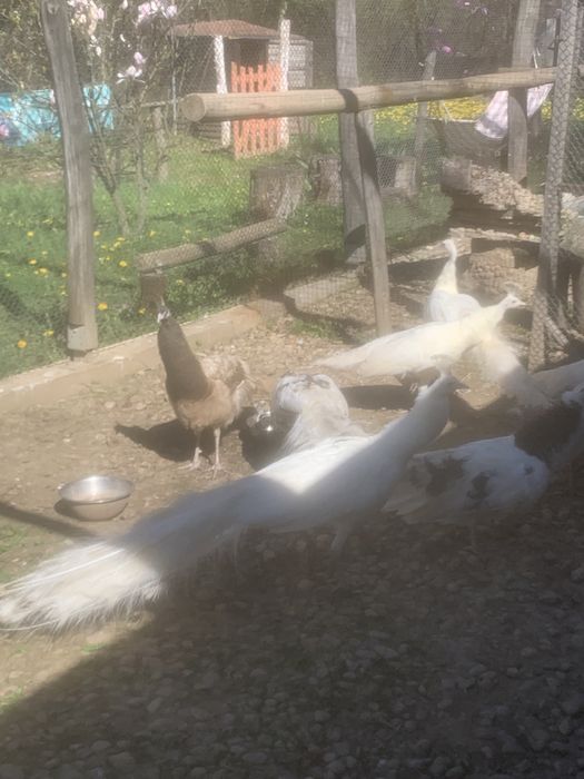 Продавам пауни  Арлекини и  Бели