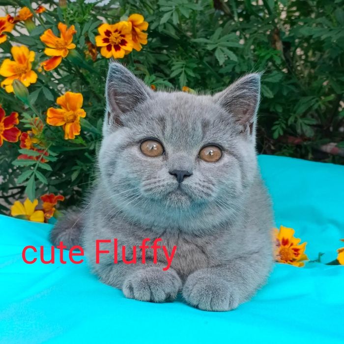 Продажа британских котят, летние цены