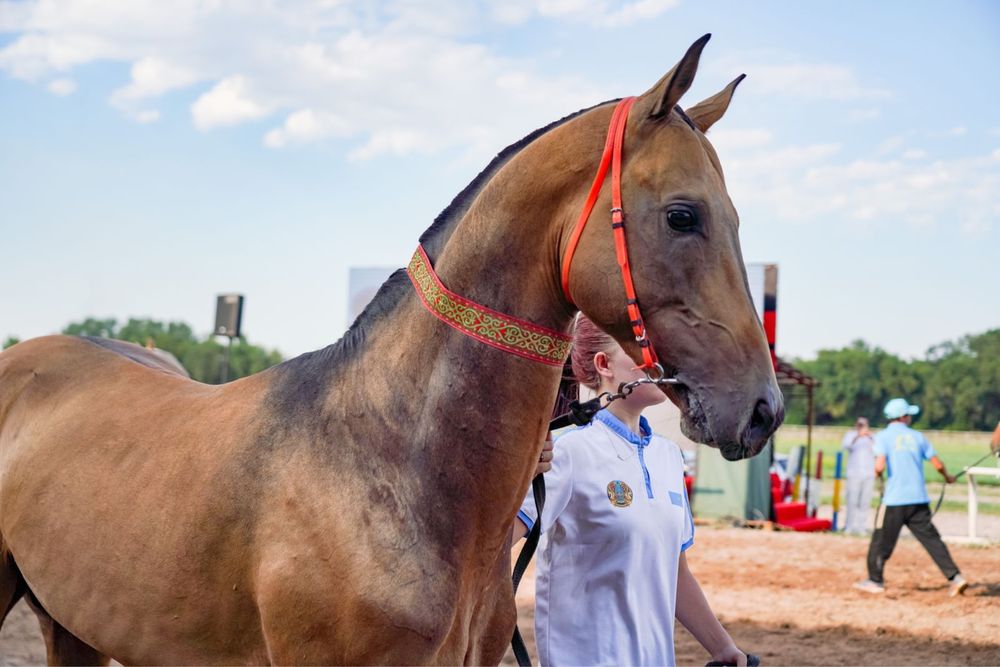 Ахалтекинская лошадь