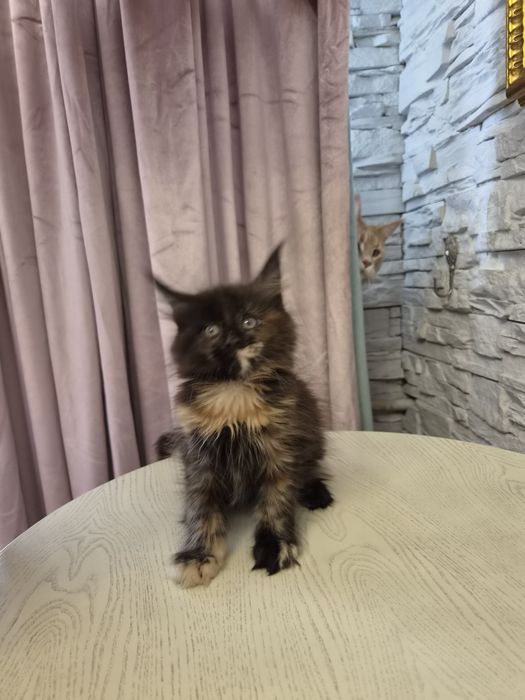 Котенок мейн - кун