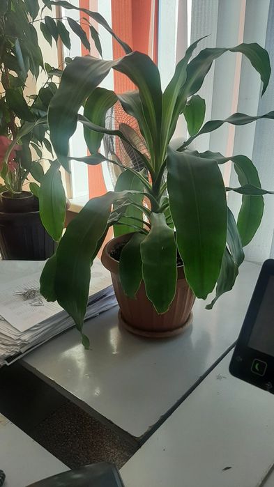 Комнатное растение распродажи