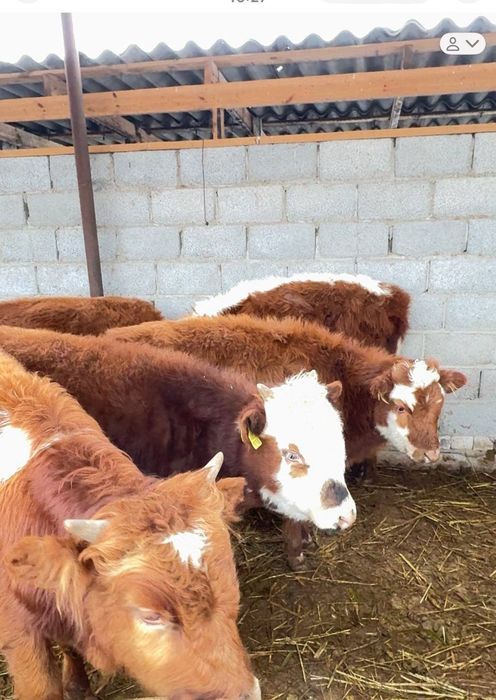 Баспақтар Бар Еркек