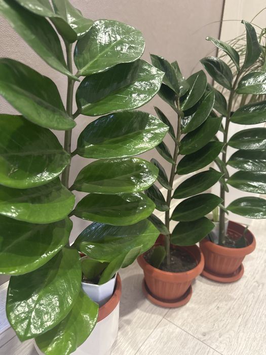 Продам цветы комнатные