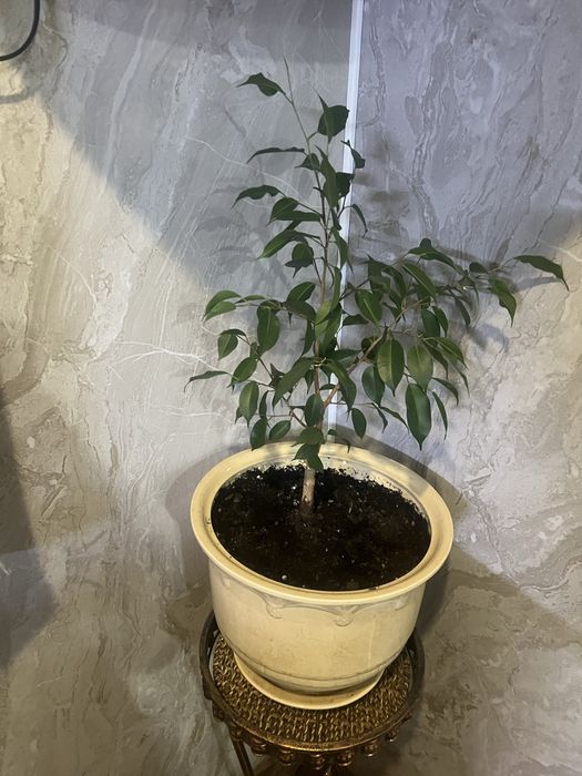 Комнатные цветы разные.