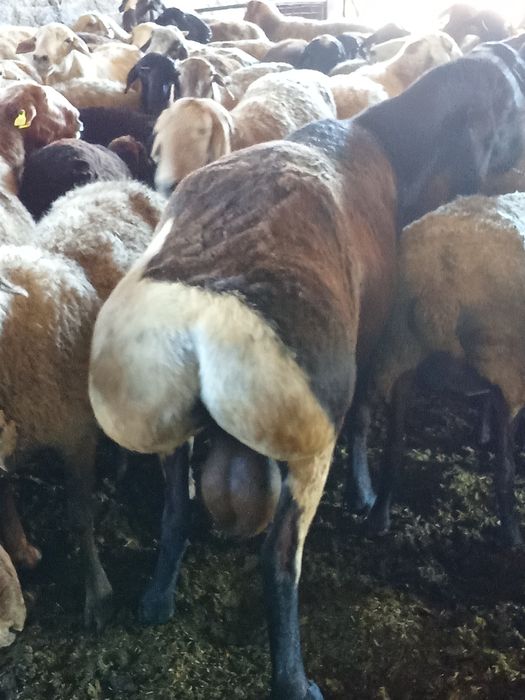 Қошқар 250000тгг