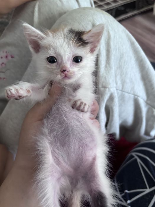 Котята девочки , отдам в добрые ручки