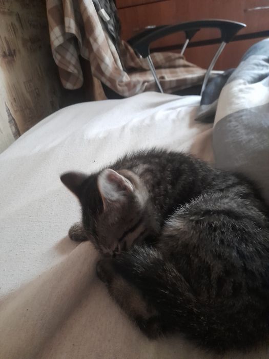 Отдам в хорошие руки