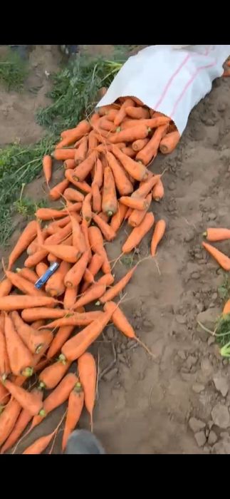 Продам морковь сорт Каскад