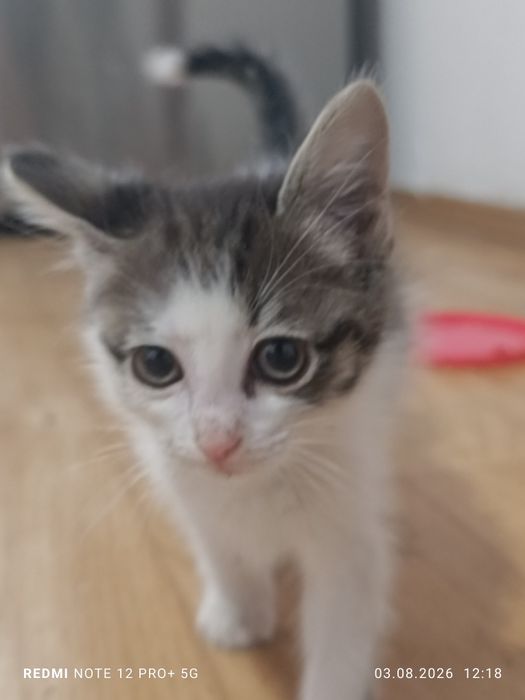 Отдам котенка, девочка возраст месяц