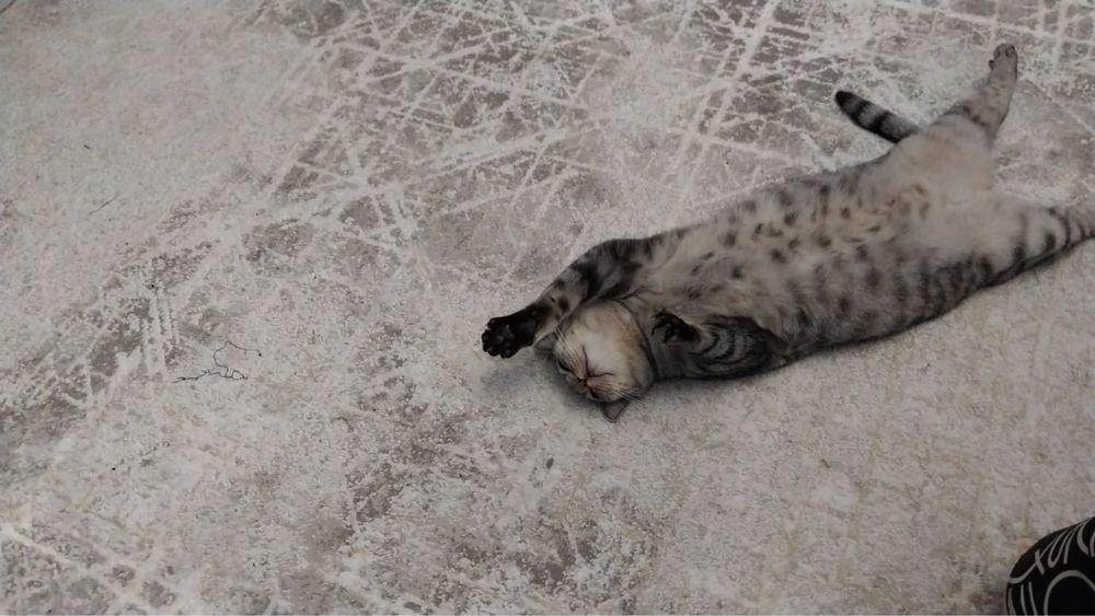 Британский кот, короткошерстный