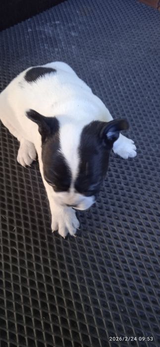 Французский бульдог