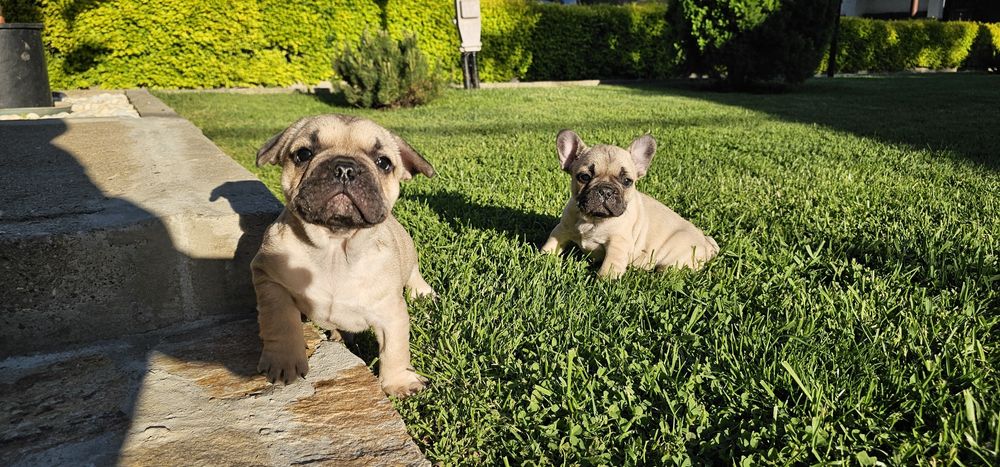 Френски булдог / френски булдочета