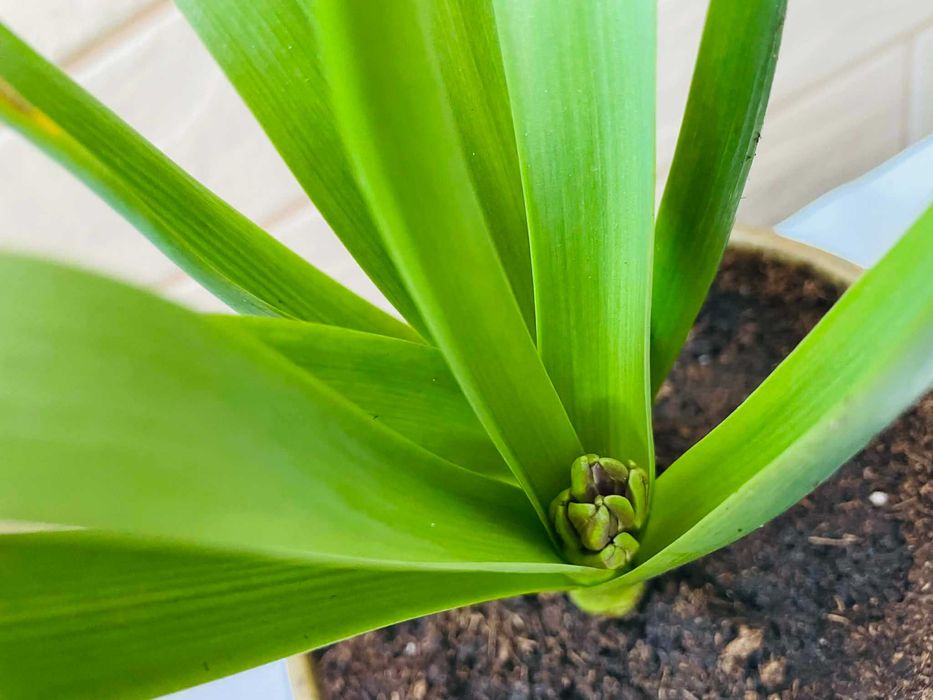 Красива месингова кашпа от Англия със зюмбюл