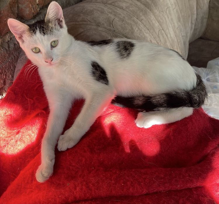 Подарявам малки котета.