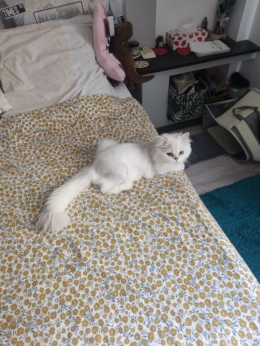 Pet sitter pisici