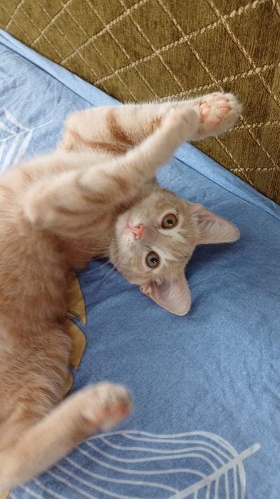 Котик ищет хозяев
