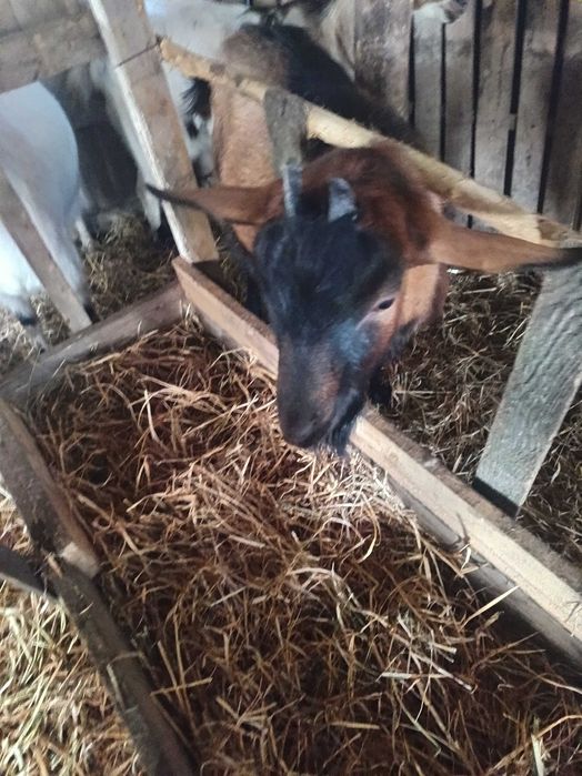 Vând Țap Alpin Francez