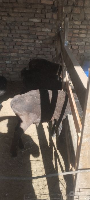 Казаки куйлар сотилади