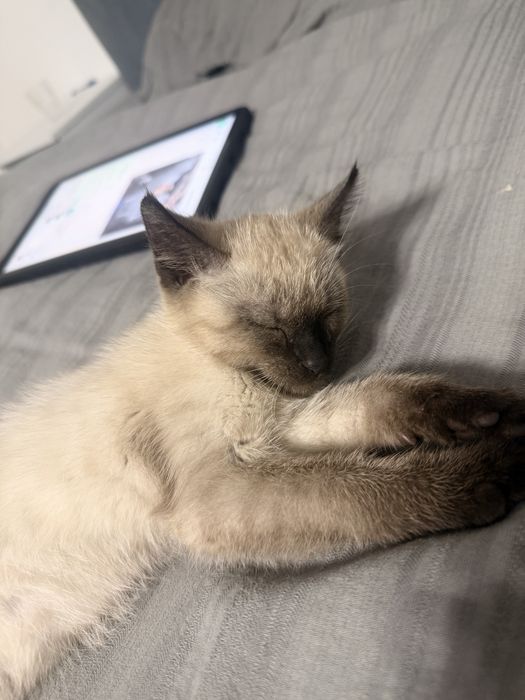 Отдам Котенка в добрые руки