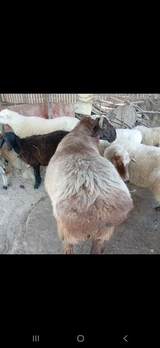 Қошқар сатылады Ақбас есімді. Продам барана называем Акбас