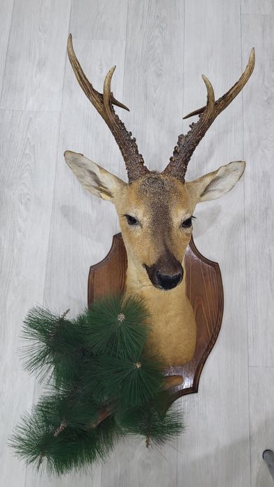 Чучело голова косули