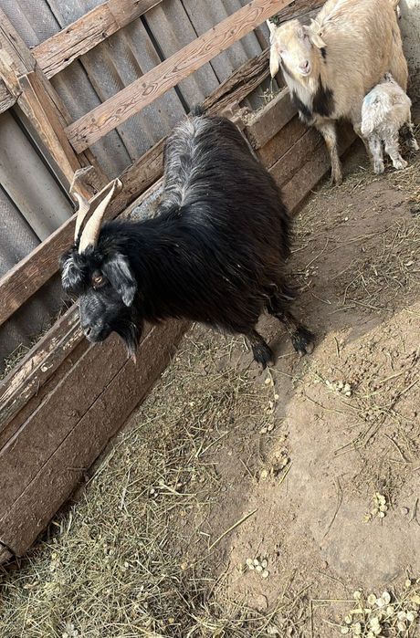 Лақты ешкілер сатылады