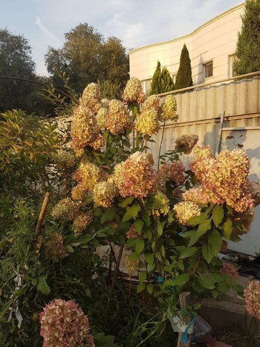 Гортензии метельчатая. ВАНИЛЛА ФРЕЙЗ