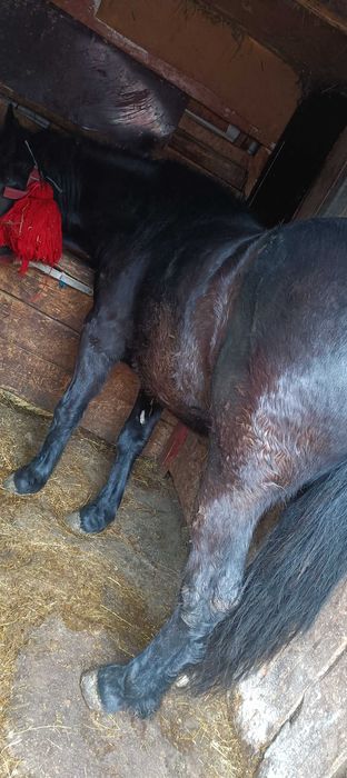 Vând o manza și un mânz oferta