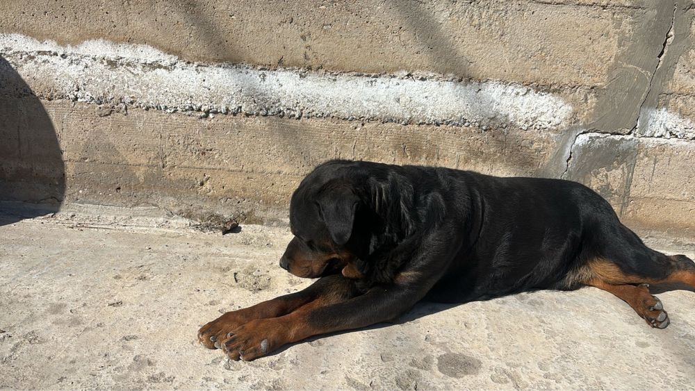 Отдам даром, ротвейлер