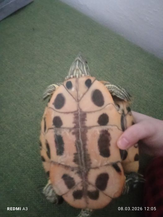 Продам краснаухую черепаху