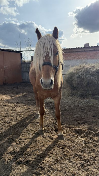 Продаётся жеребец! Айғыр!