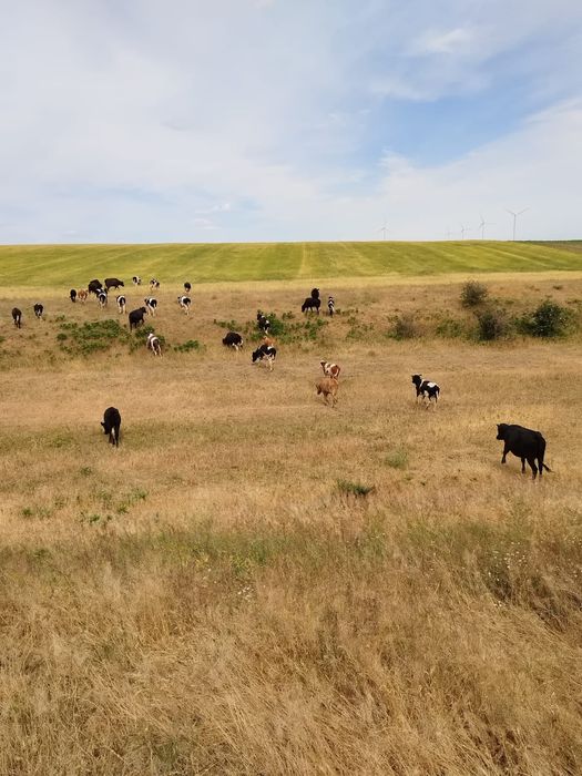 Vaci cu lapte junici gestante vitei de crescut