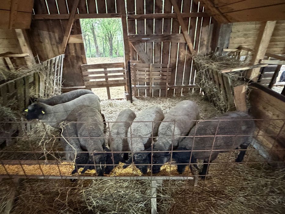 Vand mielute suffolk cu certificat de origine