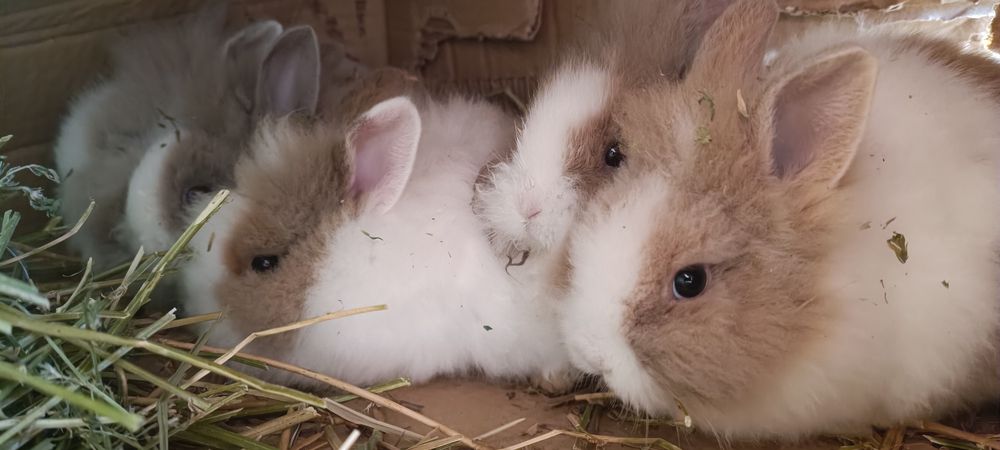 Iepuri cap de leu, o lună și 2 luni