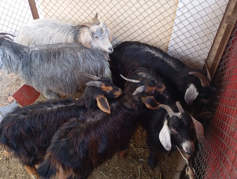 Urgʻochi echkilar sotiladi. 6 ta bogozlari ham bor. Inshaollox yaqinda