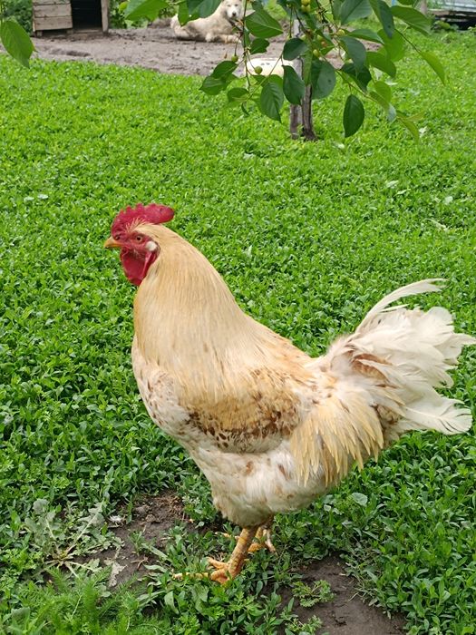 Продам 2 петуха 3 утки