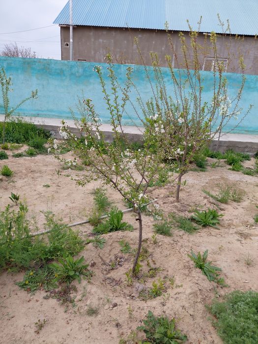 Ерік,алмұрт шие ағаштары бар