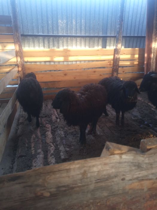 Тоқты сатылады 47000