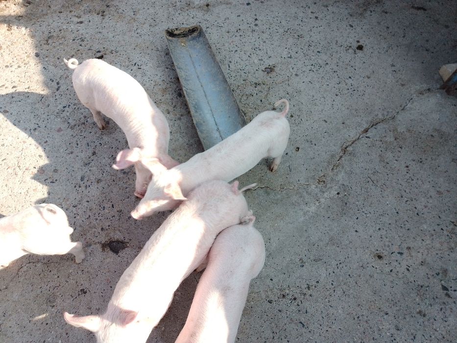 250лв. прасета порода голяма бял поа и ландрас