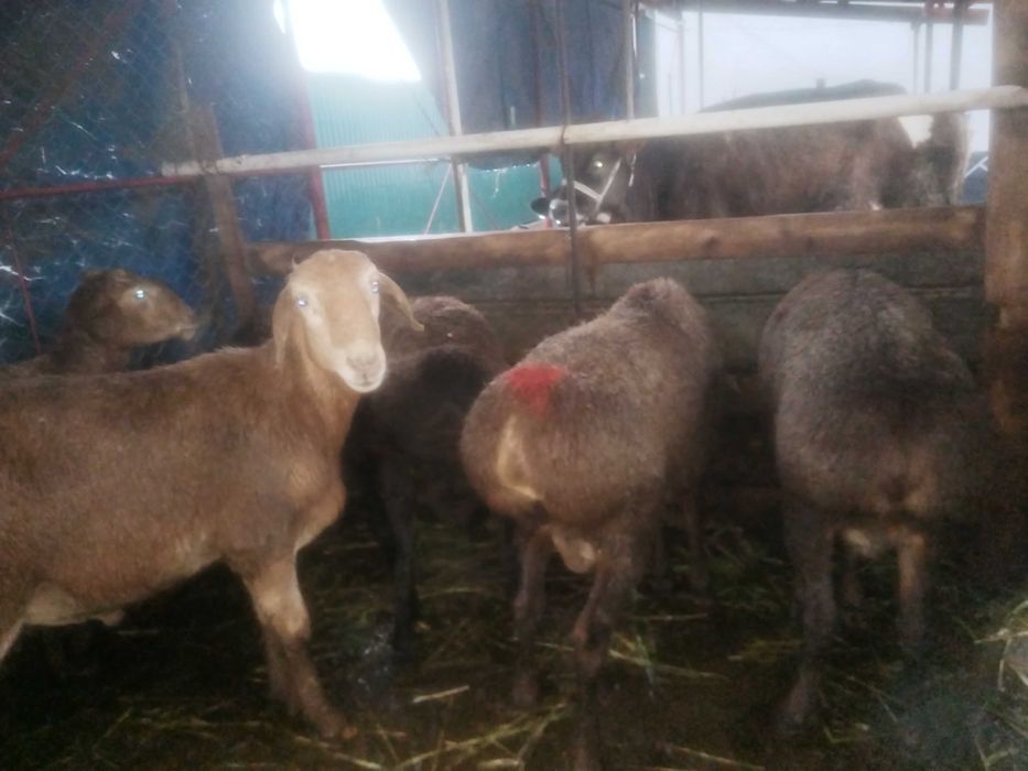 Продам баран кошкаров