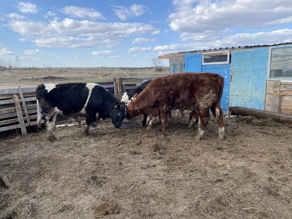 Бұқалар Бычки КРС