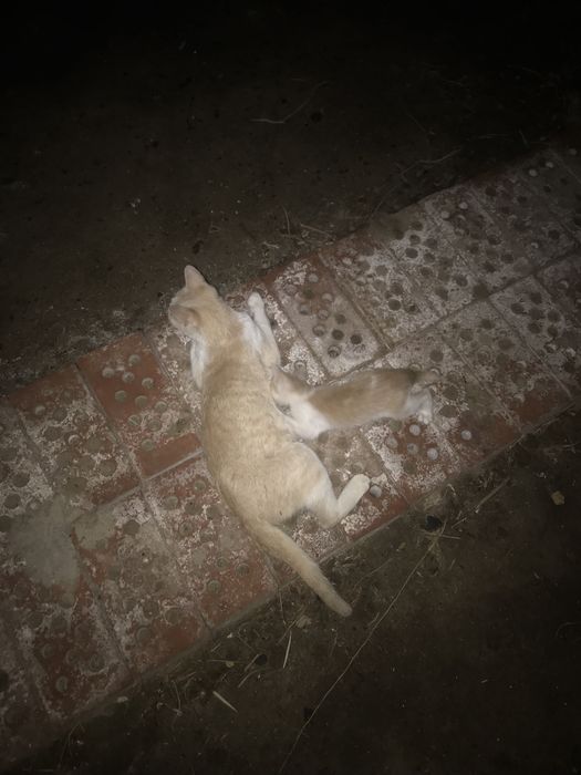 Отдам даром котят и маму