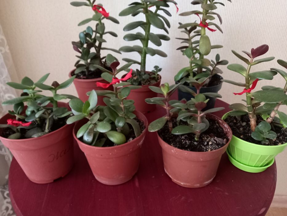 Украшение дома ЦВЕТЫ