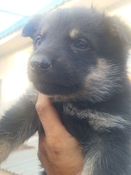 Щенки немецкой овчарки