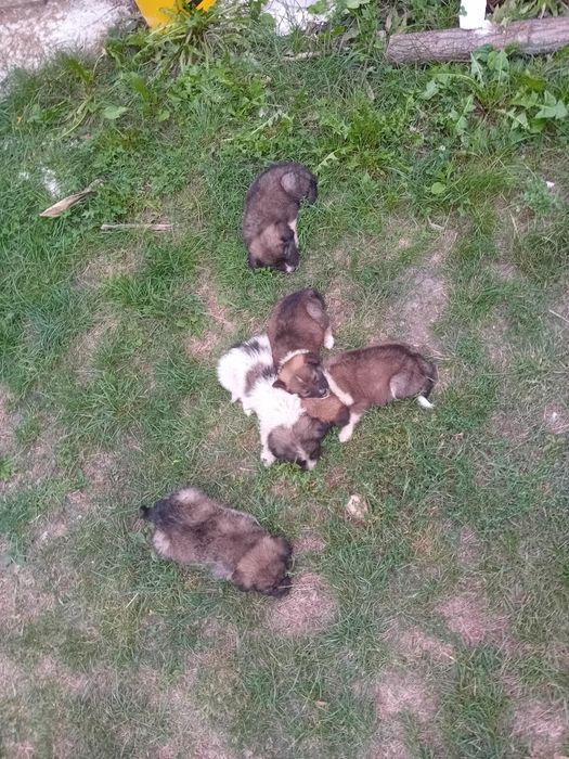 Cățeluși spre adopție